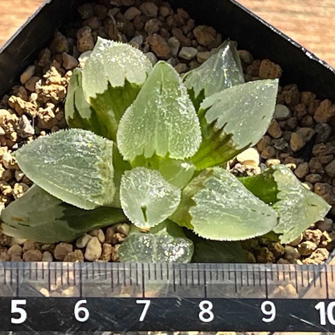 ハオルチア ピグマエアミュータント　特異株