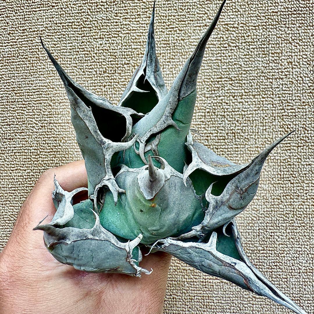 u*4様 【ZZ_plants】W950アガベ チタノタ 蜘蛛 極上強棘 極美極