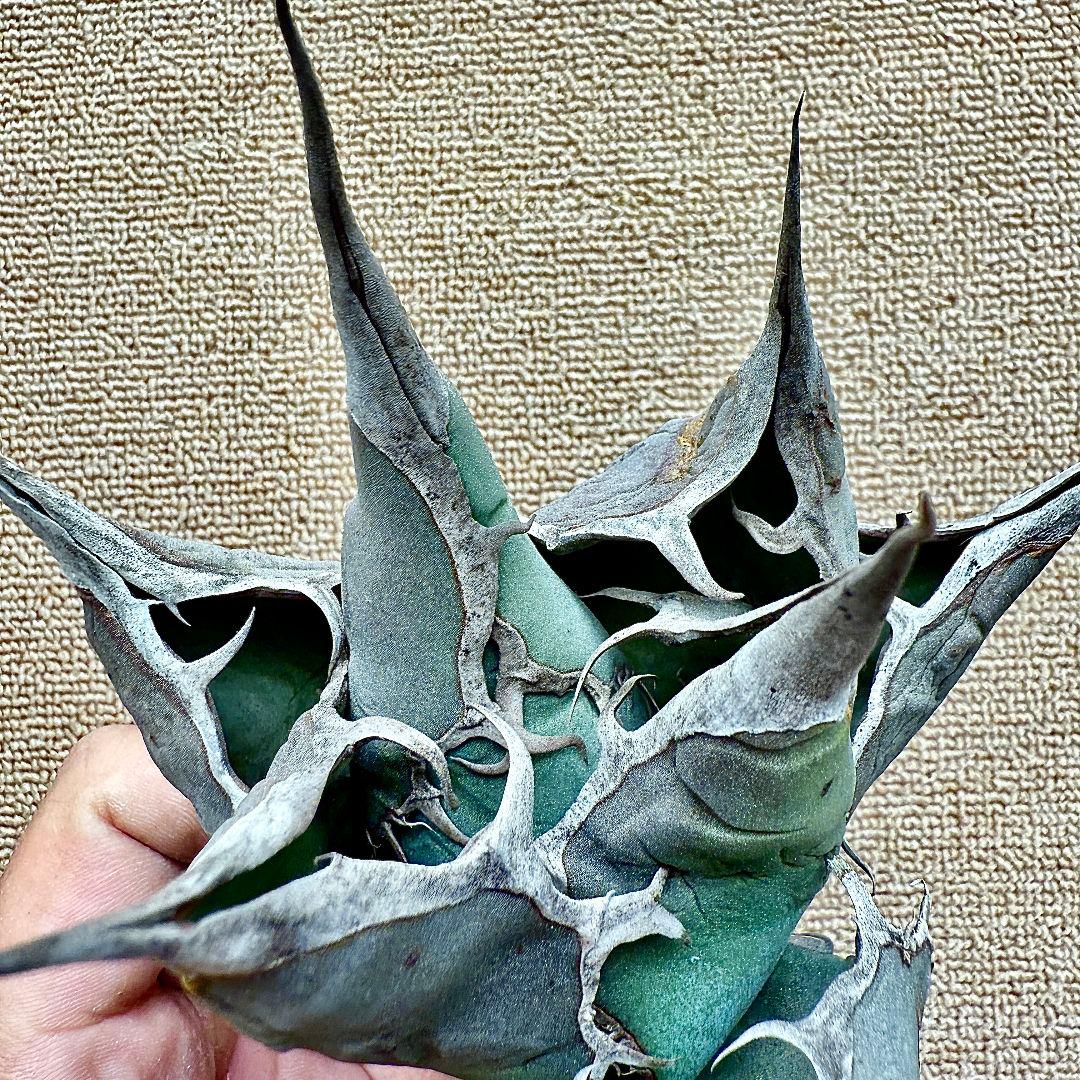 u*4様 【ZZ_plants】W950アガベ チタノタ 蜘蛛 極上強棘 極美極