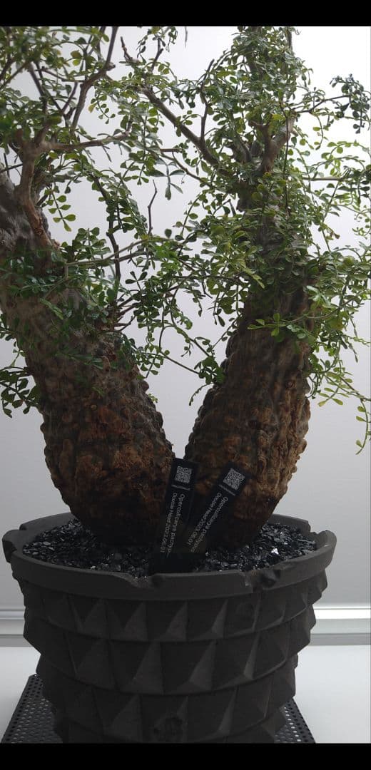 パキプス　2頭　双頭 発根済み株　グラキリス　ウィンゾリー