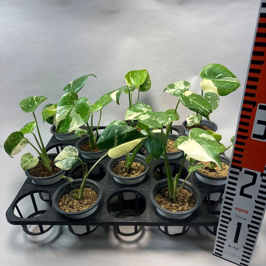 ミ*テ様 10株セットms50【特別選抜】モンステラ・タイコンステレーション 斑