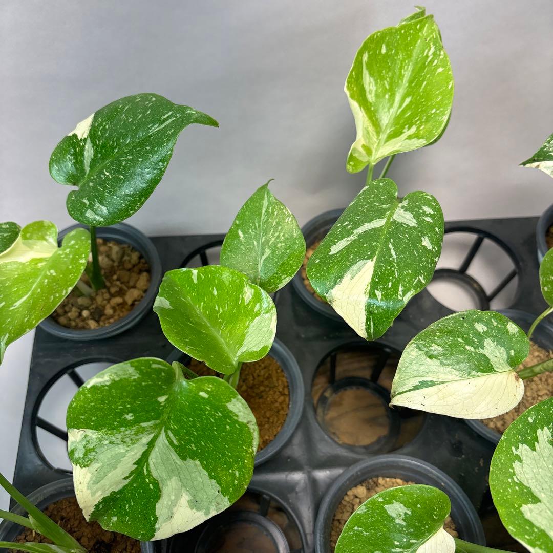 ミ*テ様 10株セットms50【特別選抜】モンステラ・タイコンステレーション 斑