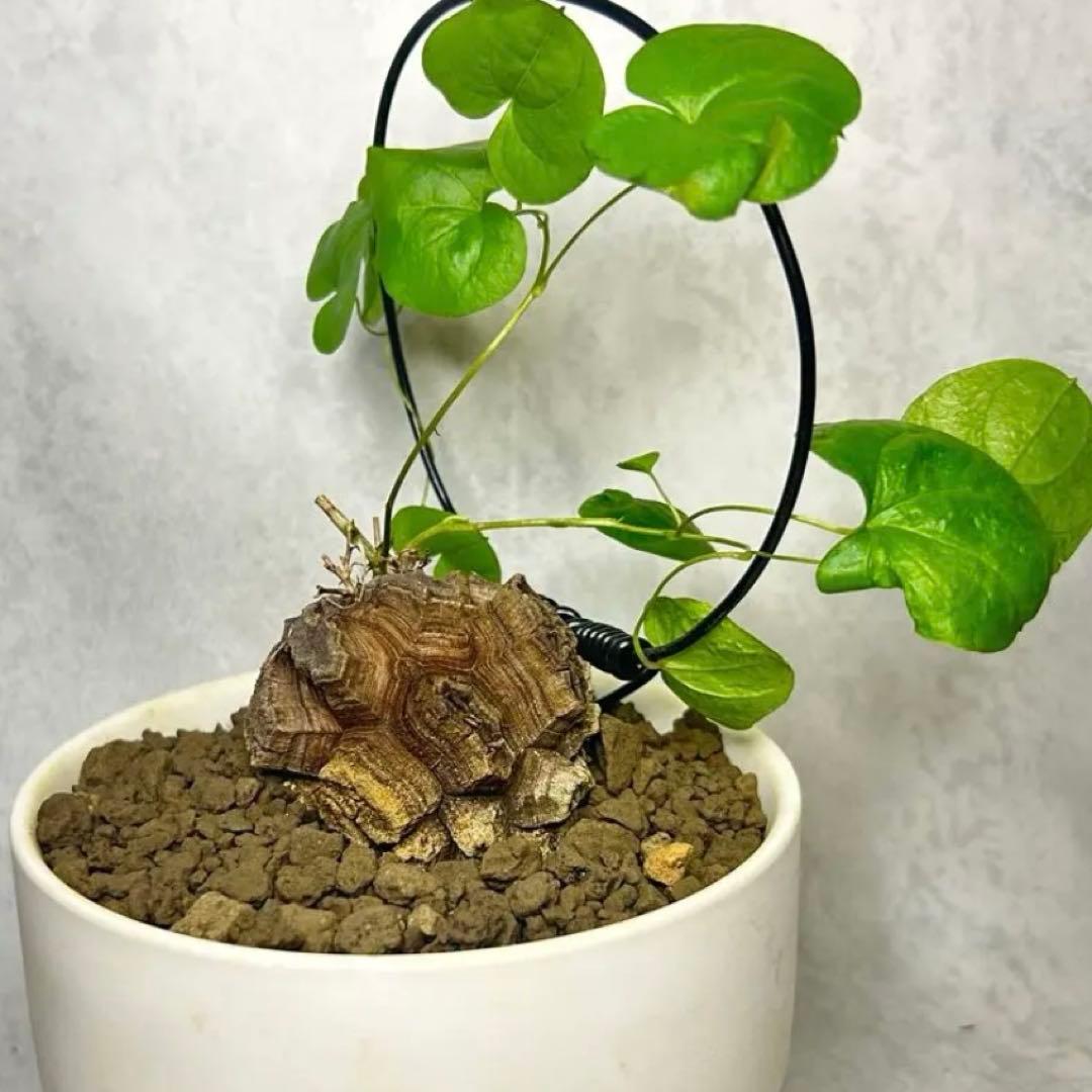 亀甲竜 (鉢入り) 5cm越え バキボコ割れ ディオスコレア　塊根植物