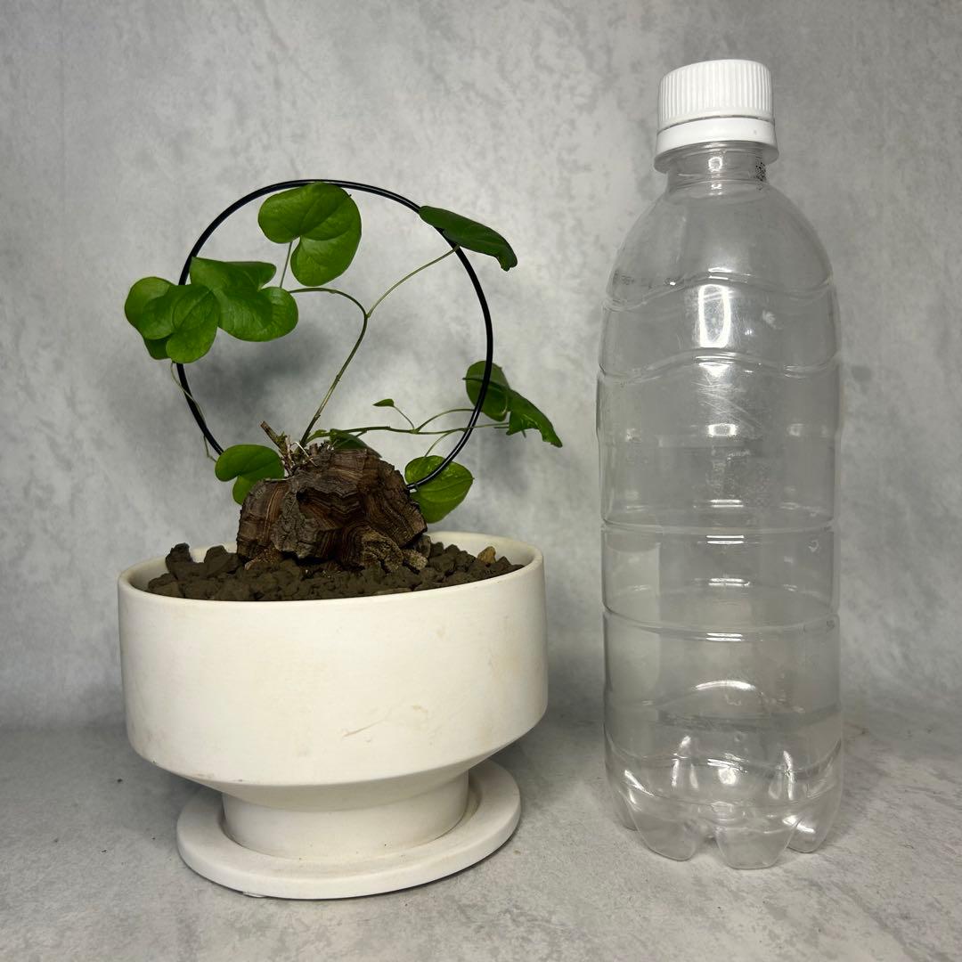 亀甲竜 (鉢入り) 5cm越え バキボコ割れ ディオスコレア　塊根植物