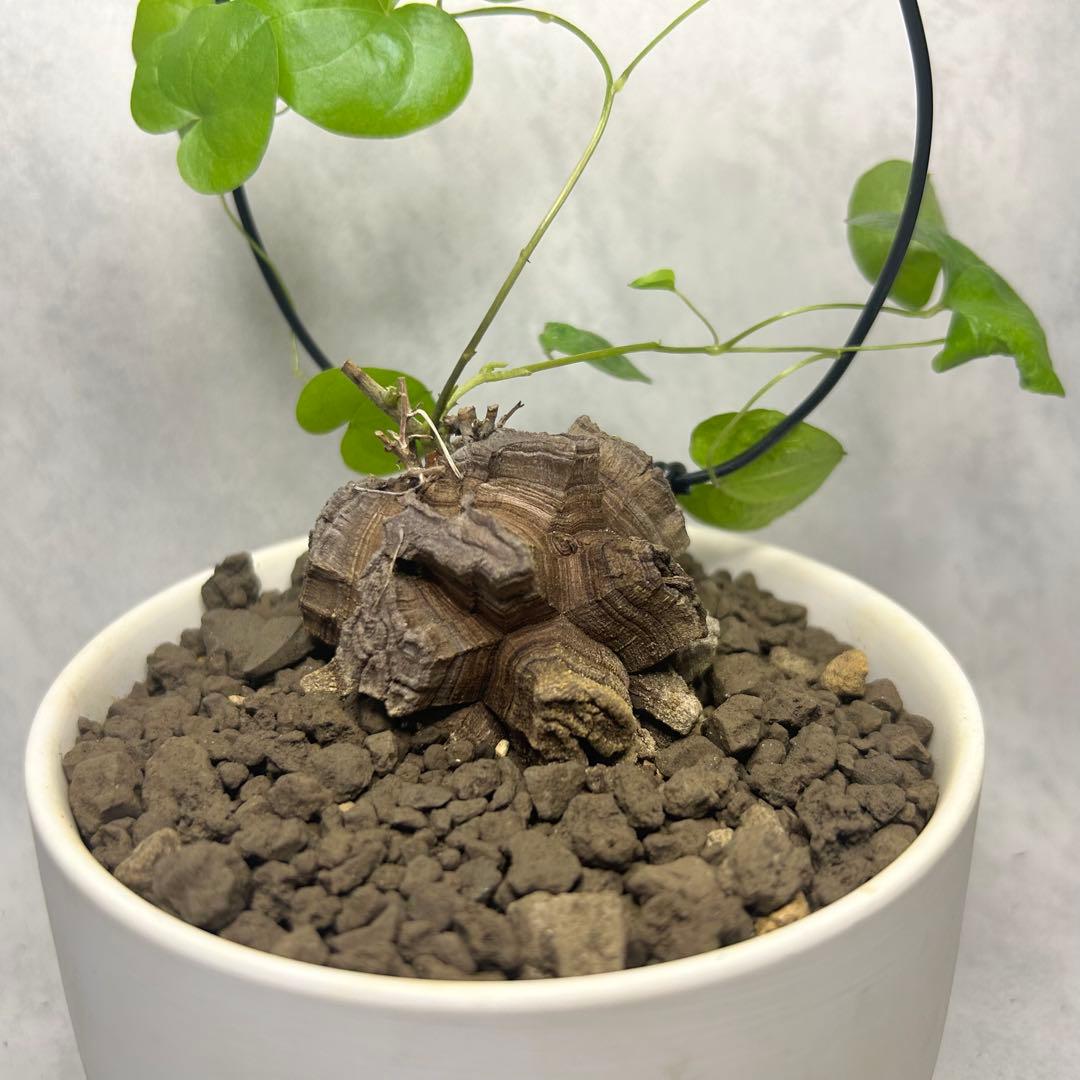 亀甲竜 (鉢入り) 5cm越え バキボコ割れ ディオスコレア　塊根植物