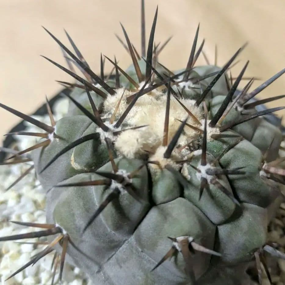 黒王丸 コピアポア シネレア 台付