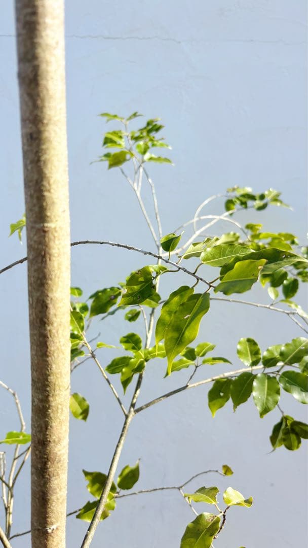 逸品。山採りソヨゴ3.4M(鉢底から)