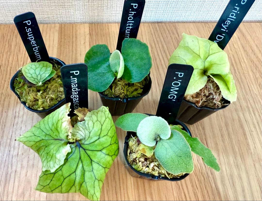 ビカクシダ　セット　OMG　リドレイドワーフ、マダガスカリエンセ、スパーバムなど