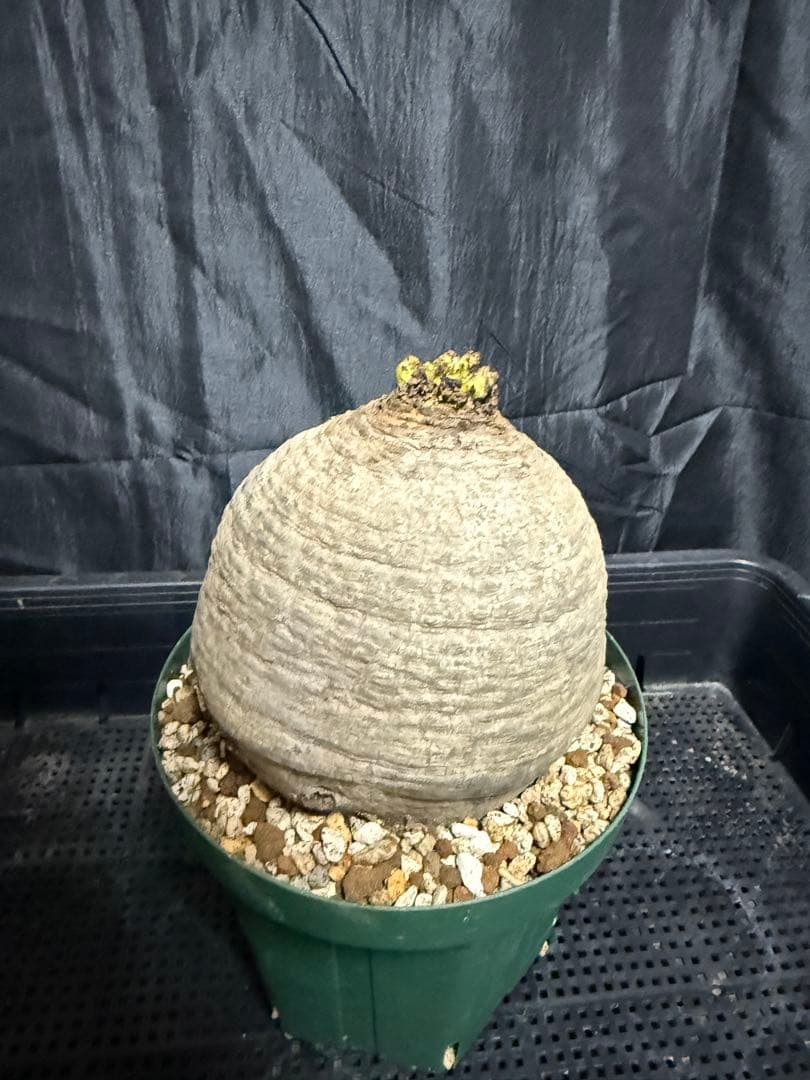 発根済 ユーフォルビア デシデュア