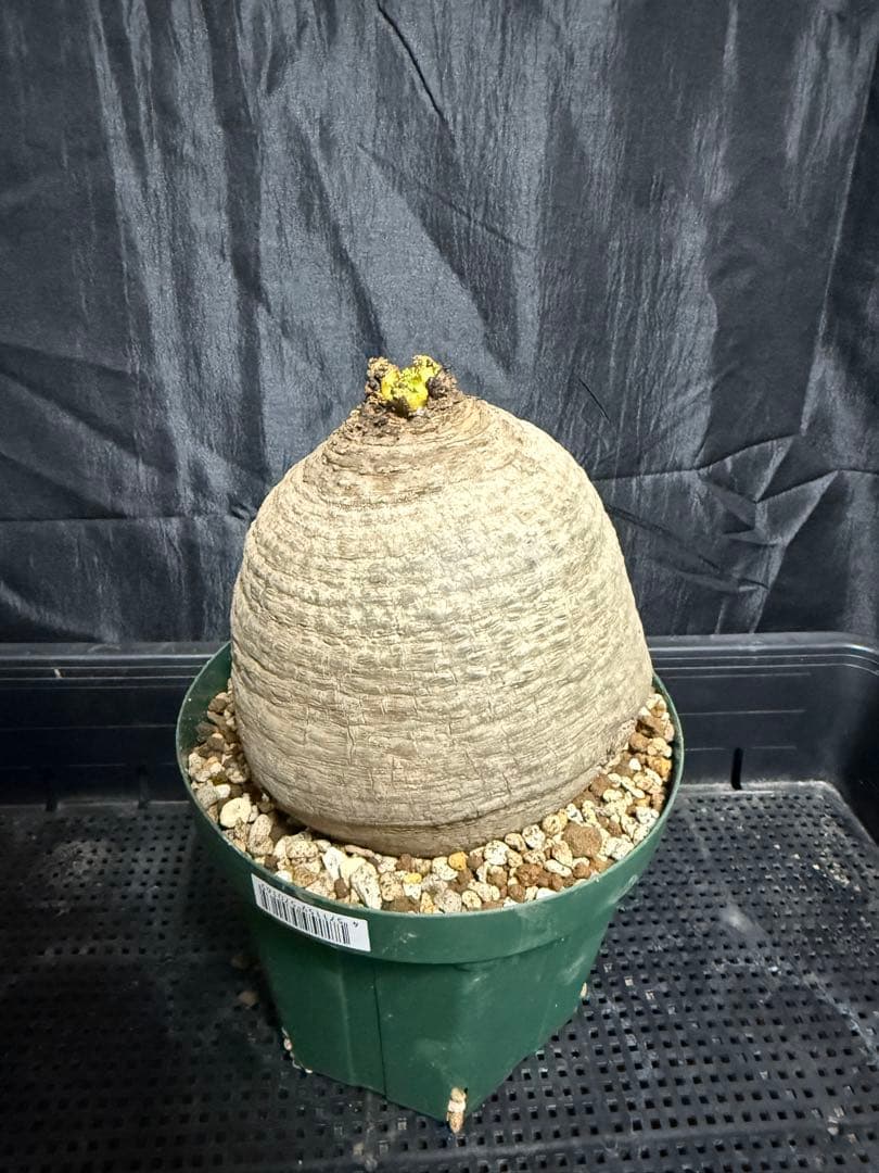 発根済 ユーフォルビア デシデュア