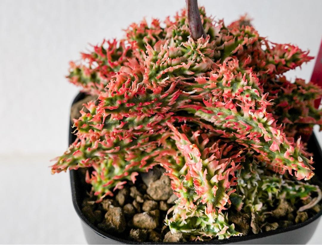 アロエハイブリッド　TCT 燎