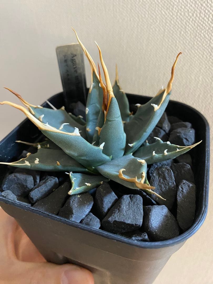 アガベ ユタエンシス エボリスピナ 実生