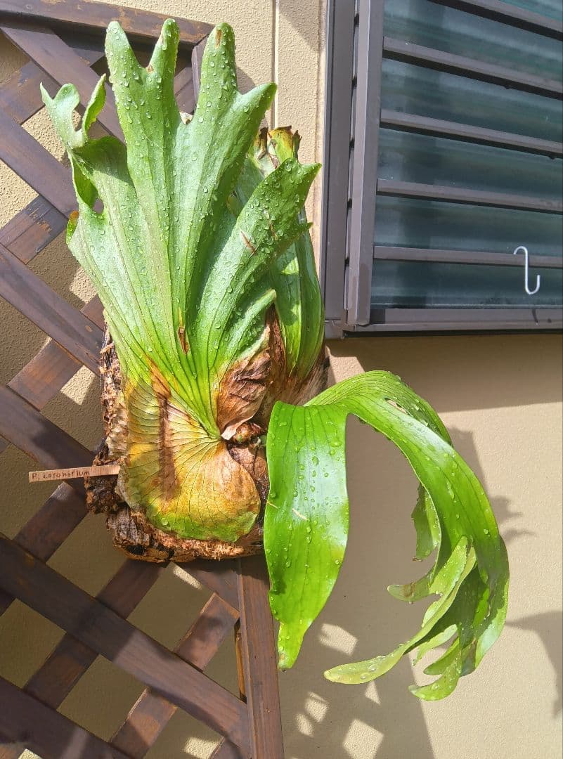 ビカクシダ　コロナリウムコルク付