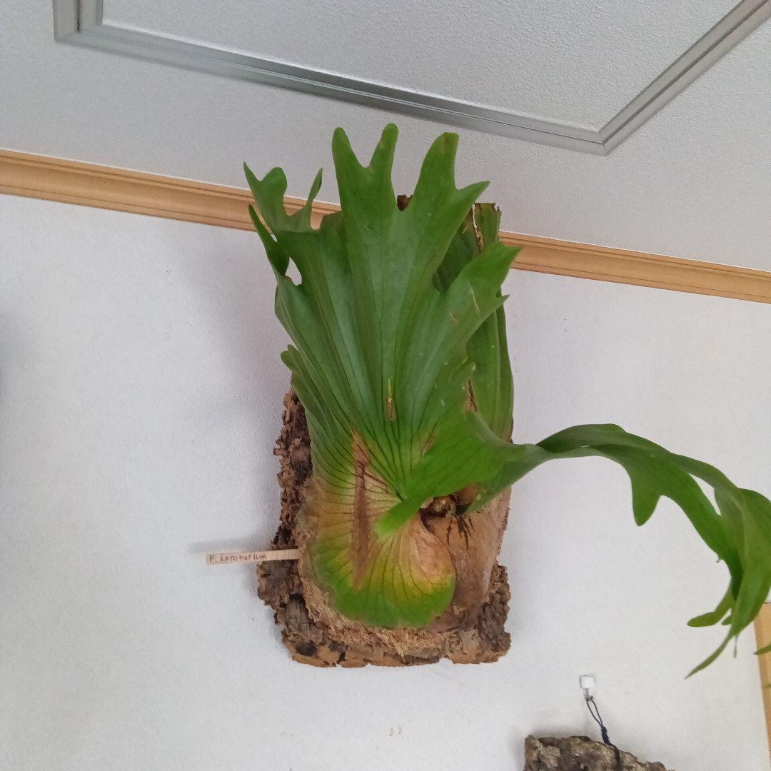 ビカクシダ　コロナリウムコルク付