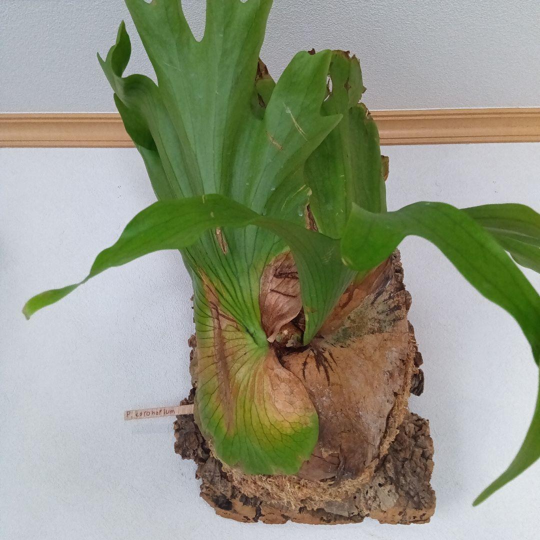 ビカクシダ　コロナリウムコルク付