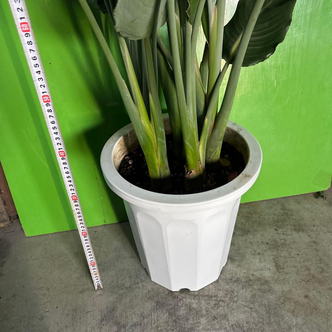 ストレチア苗　ストレチア鉢　ストレチア　レギネ　10寸　1鉢価格