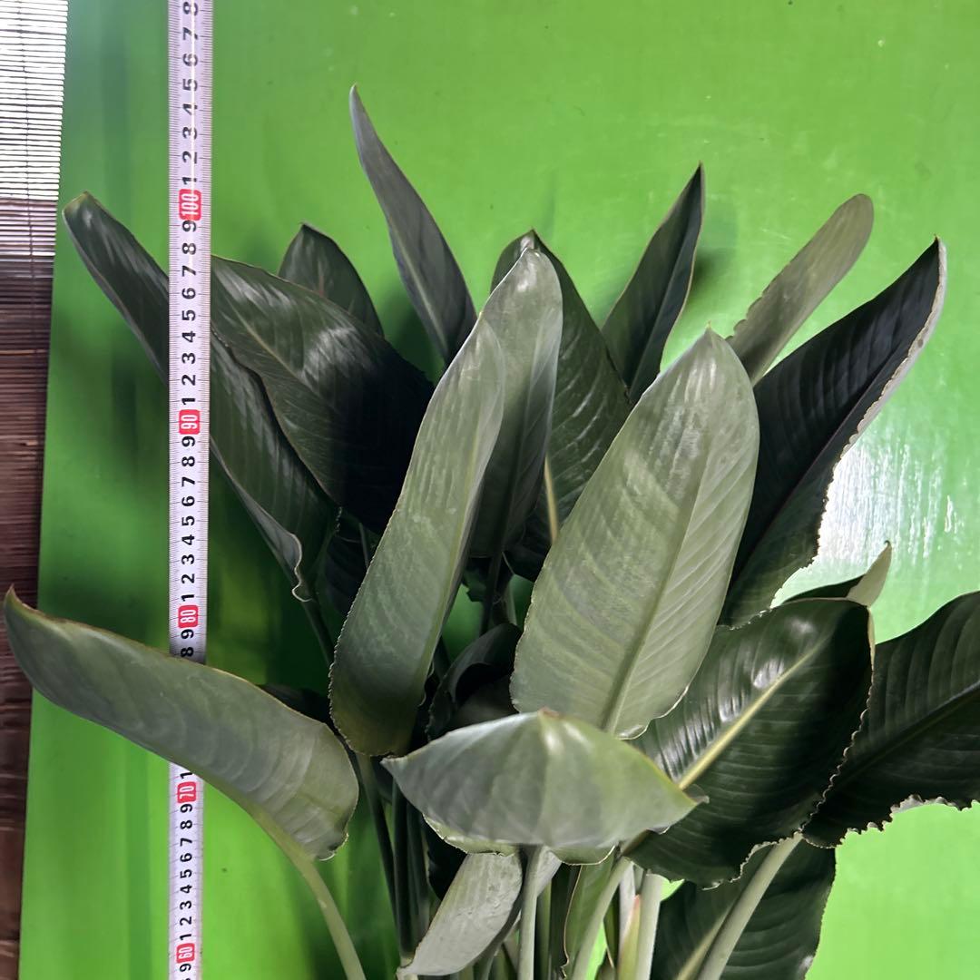 ストレチア苗　ストレチア鉢　ストレチア　レギネ　10寸　1鉢価格