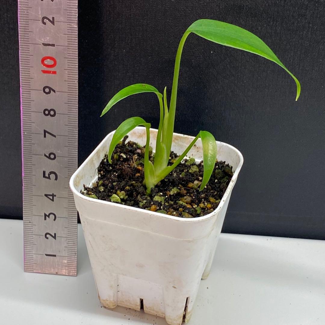 ク*ア様 モンステラ　グリーンスノー　バールマルクスフレーム　2株セット