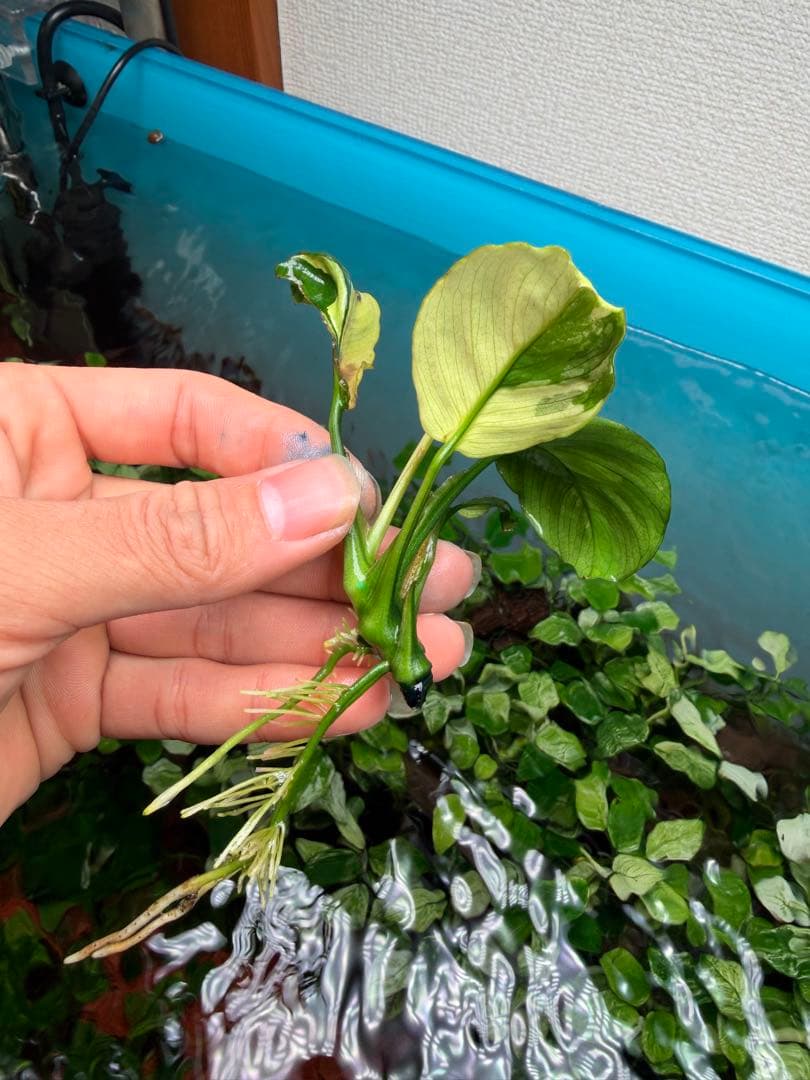 アヌビアスナナ　斑入りキング