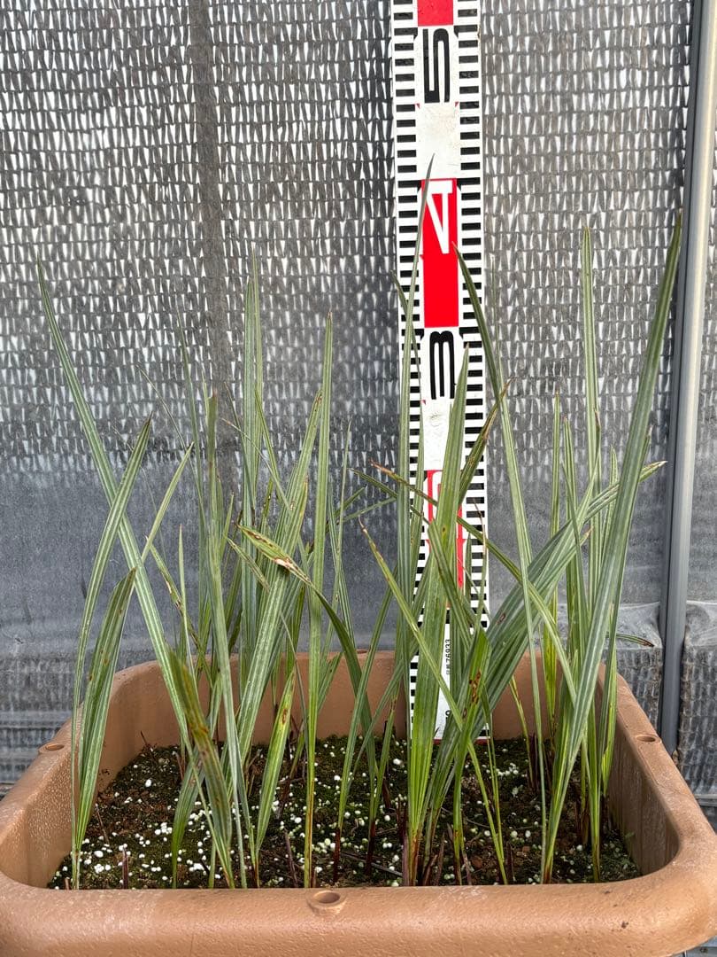 ブラヘアアルマータ　33本以上　ロストラータ