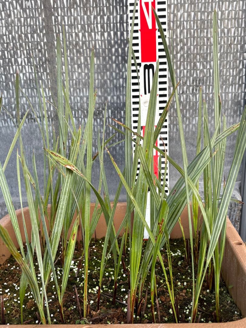 ブラヘアアルマータ　33本以上　ロストラータ