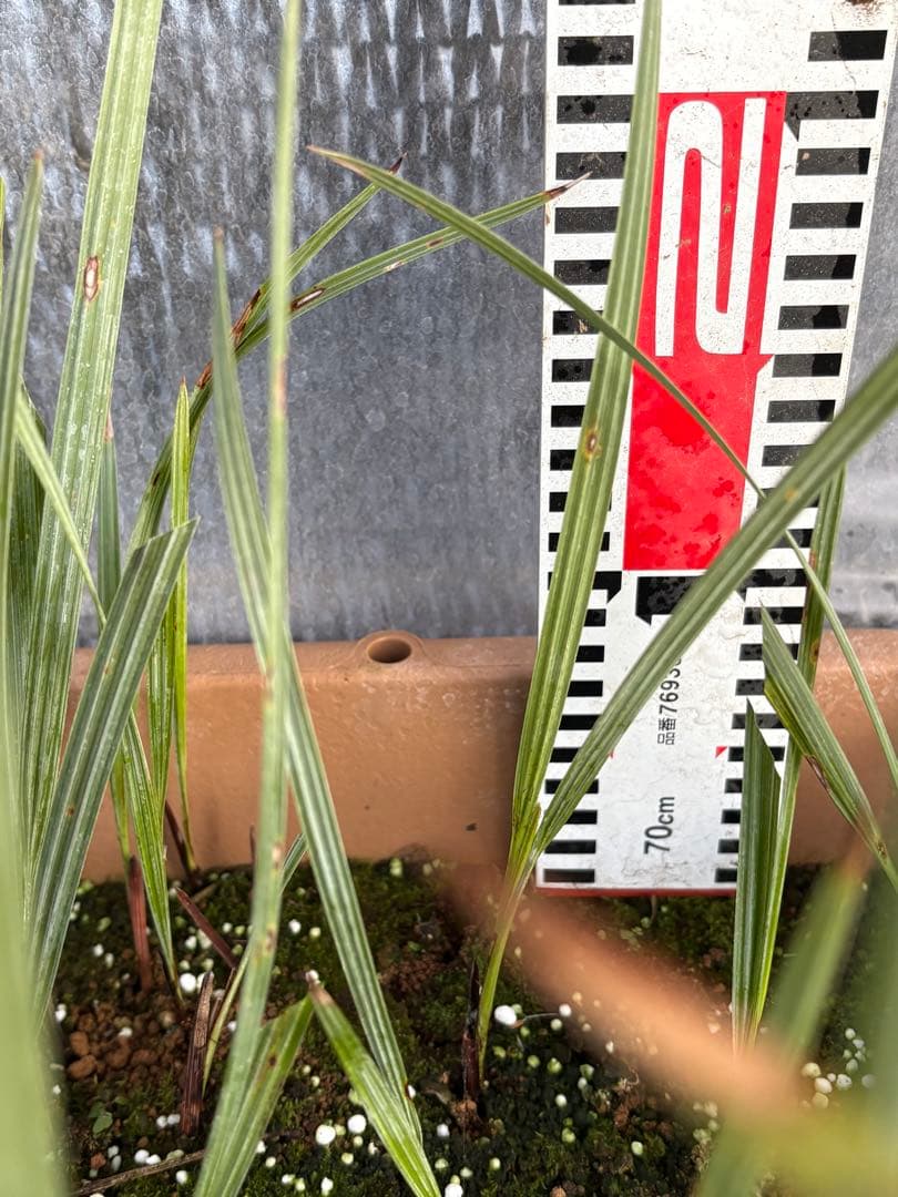 ブラヘアアルマータ　33本以上　ロストラータ