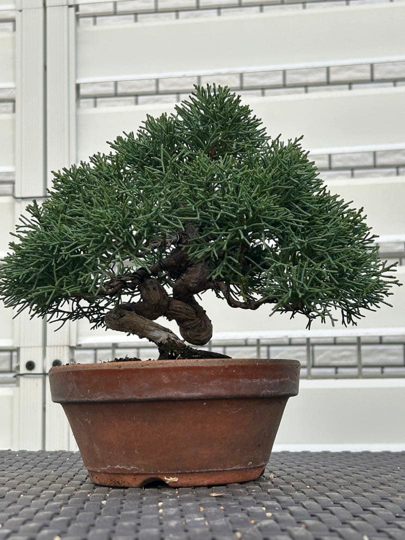 【棚場整理】　真柏　素晴らしい幹模様