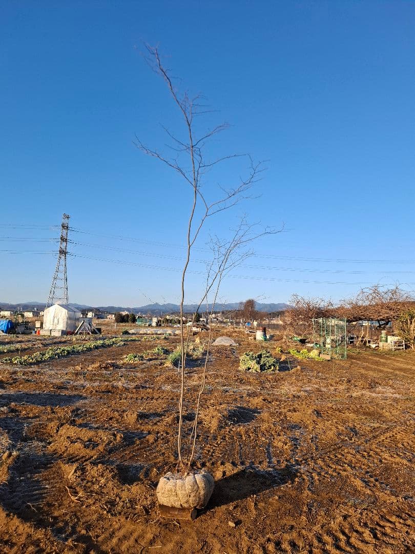 アカシデ　赤芽ソロ　－－アオダモ　アオハダ　モミジ　コハウチワカエデ　山彩り－ー