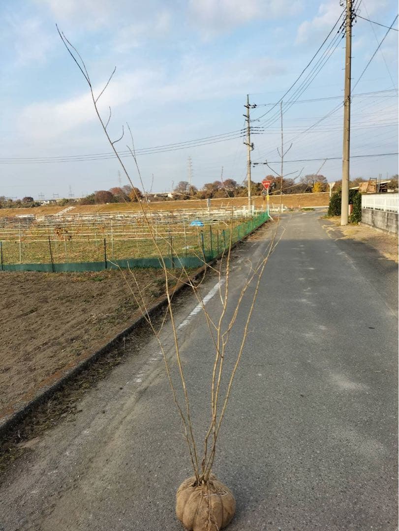 山採り アオダモ 自然樹形 株立ち 5本立ち