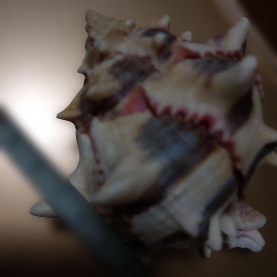 貴重♡♡天然貝殻型装飾品