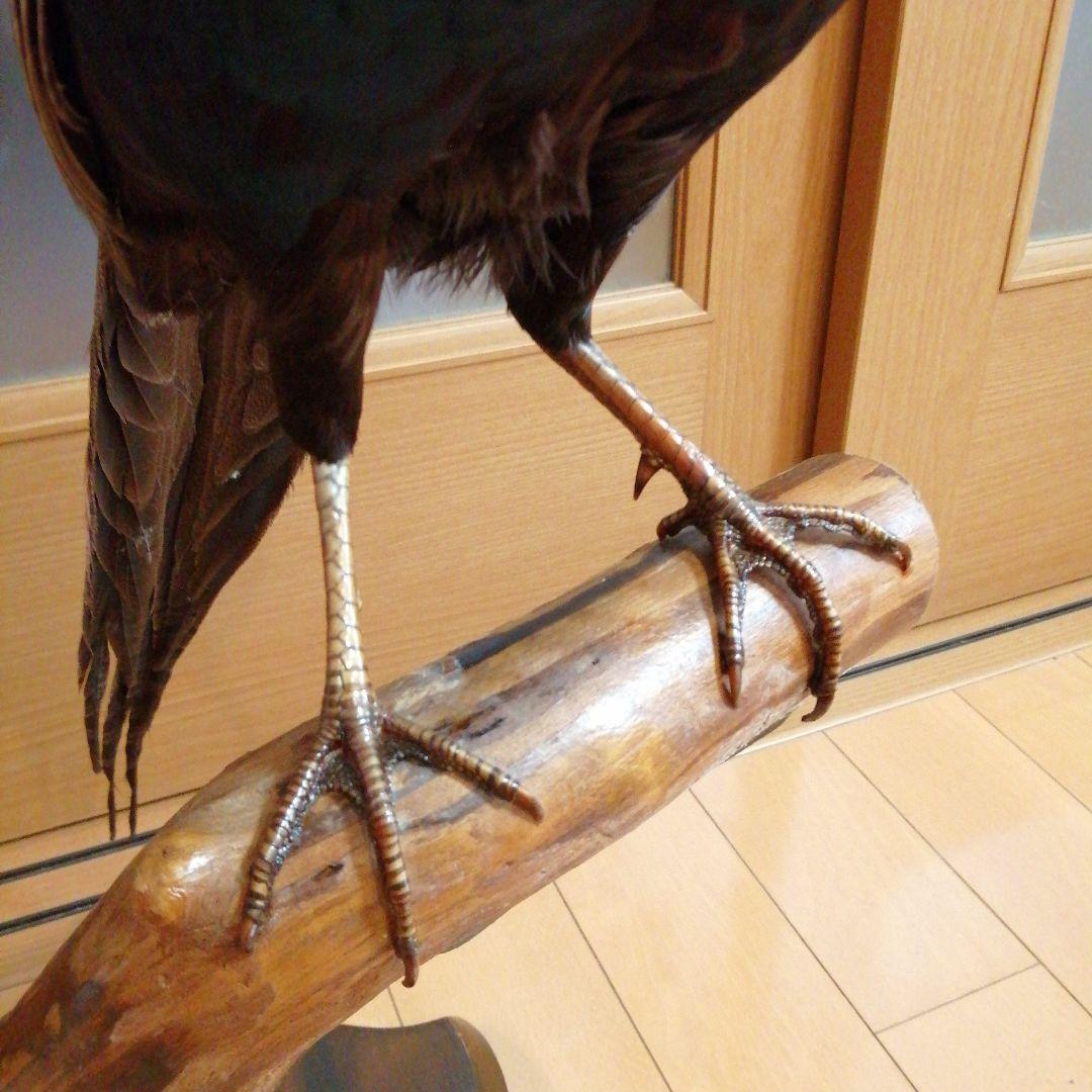 キジ　剥製　ガラスケース付