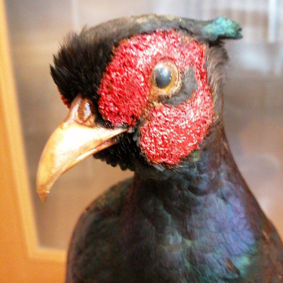キジ　剥製　ガラスケース付