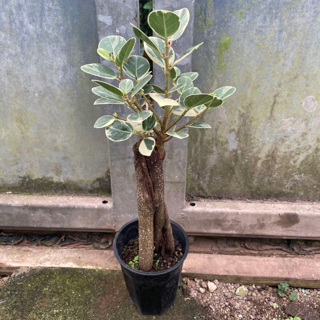 パンダガジュマル　斑入り　希少　3.５号　接木