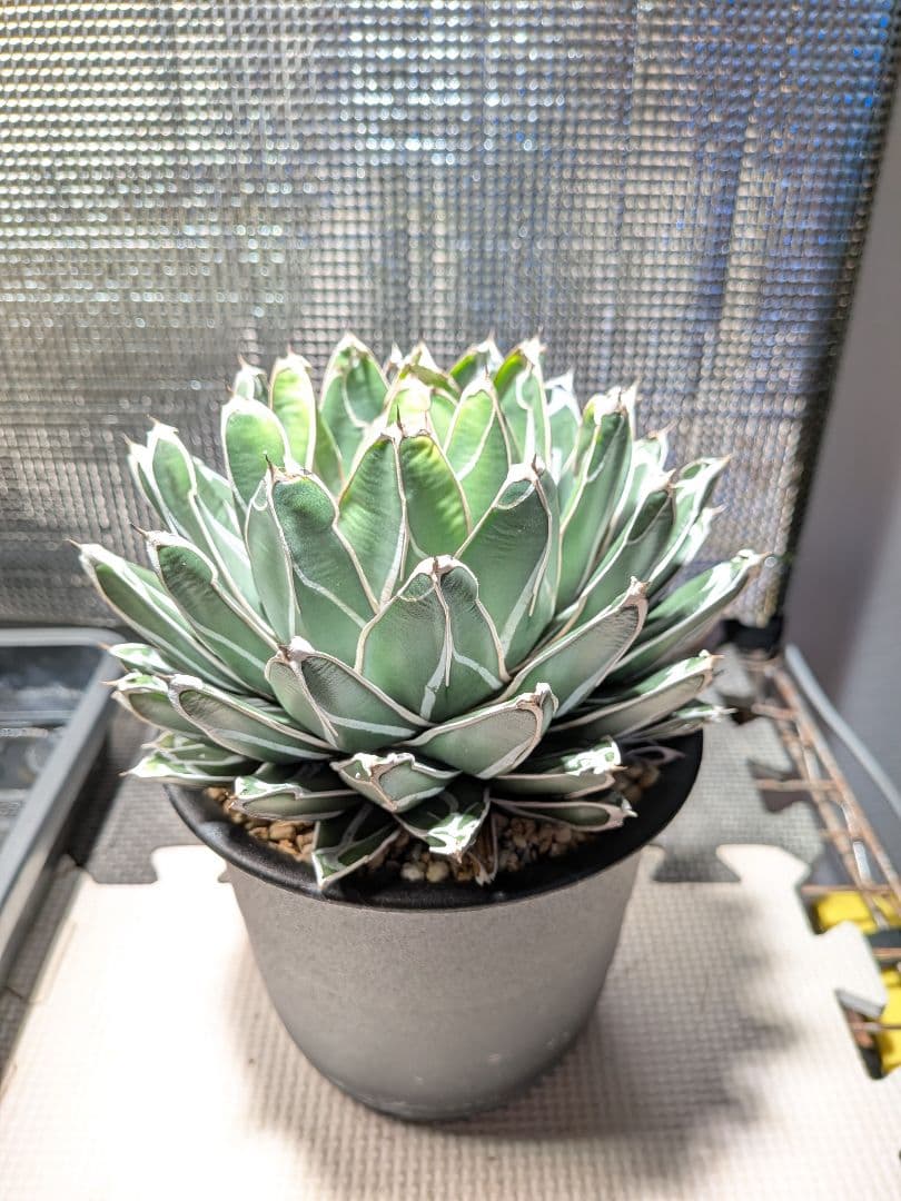 よ*ん様 アガベ　ダルマ笹の雪