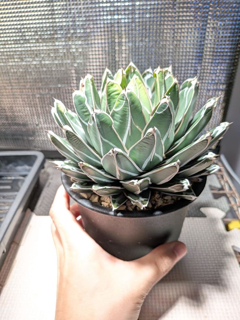 よ*ん様 アガベ　ダルマ笹の雪