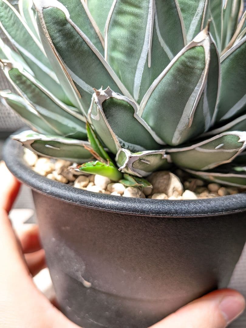 よ*ん様 アガベ　ダルマ笹の雪