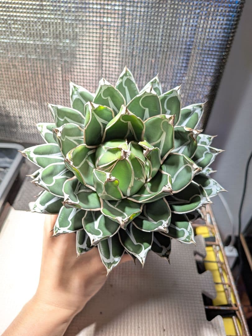 よ*ん様 アガベ　ダルマ笹の雪