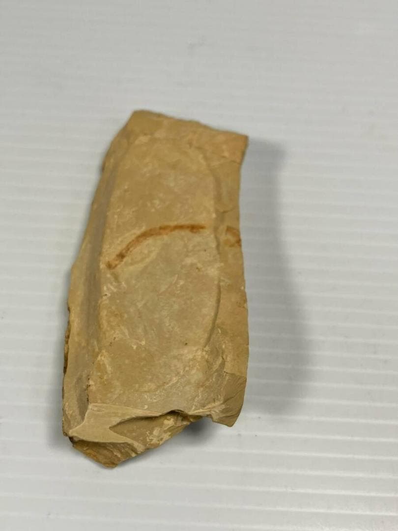 カンブリア紀 Cricocosmia jinningensis 化石