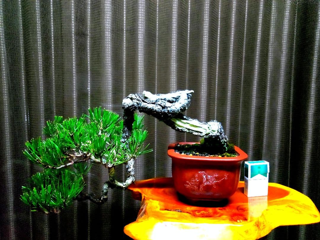 【貴風 山採り 赤松盆栽】　　　⭕天然舎利、幹曲、古木❗