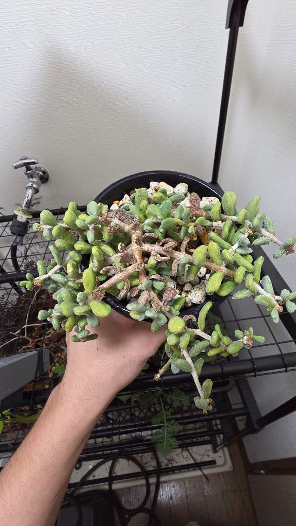 ケラリアピグマエア　実生5年　親株　雌株