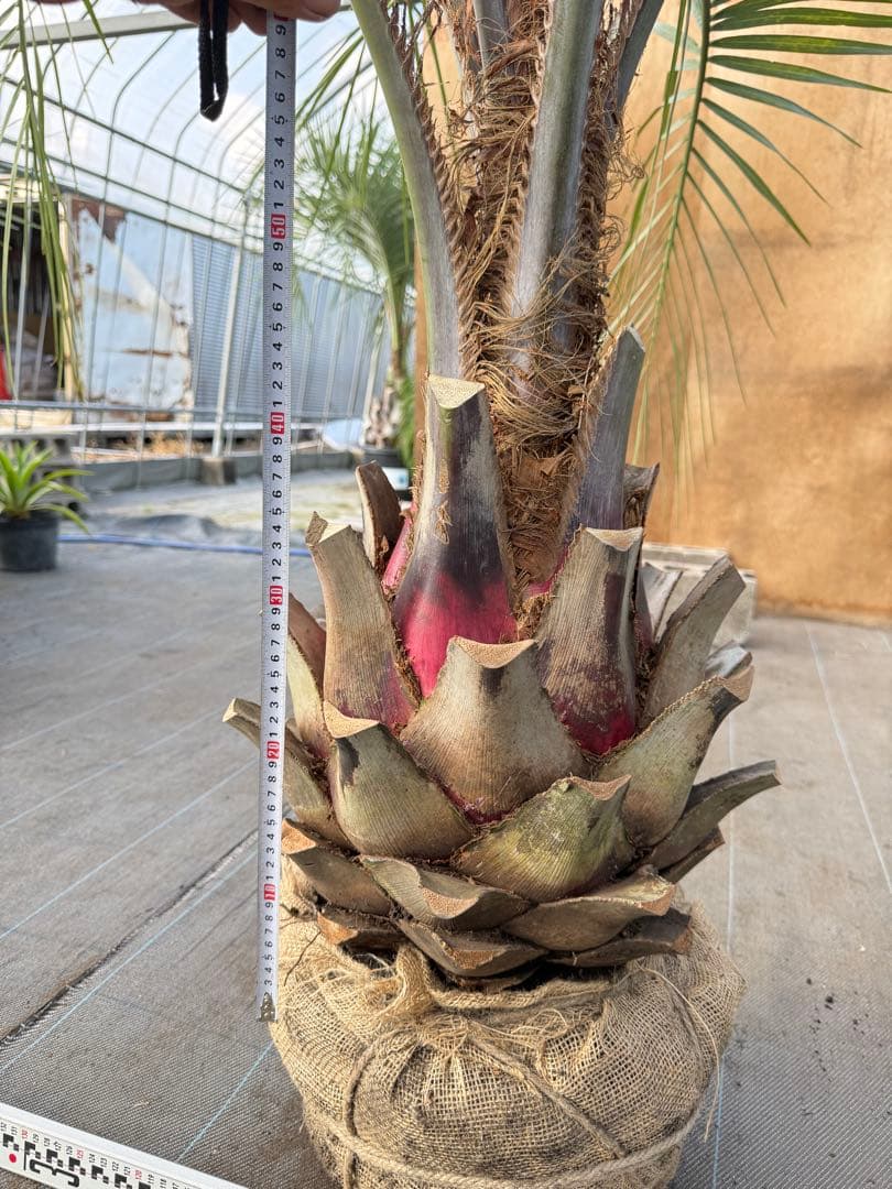 ココスヤシシルバーリーフ【極太】葉先170cm幹回り100cm 幹高50cm