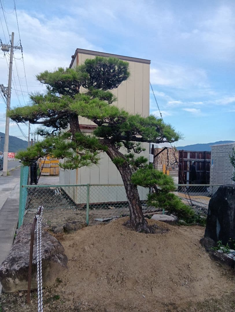 三河産の黒松（かなりかっちょいいサイズ）庭木