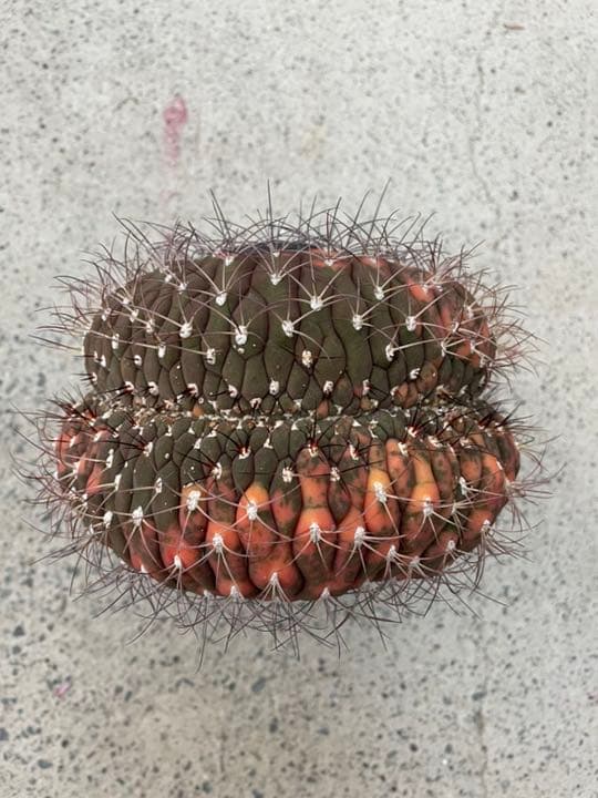 ギムノカリキウム尾形丸　綴化　大型