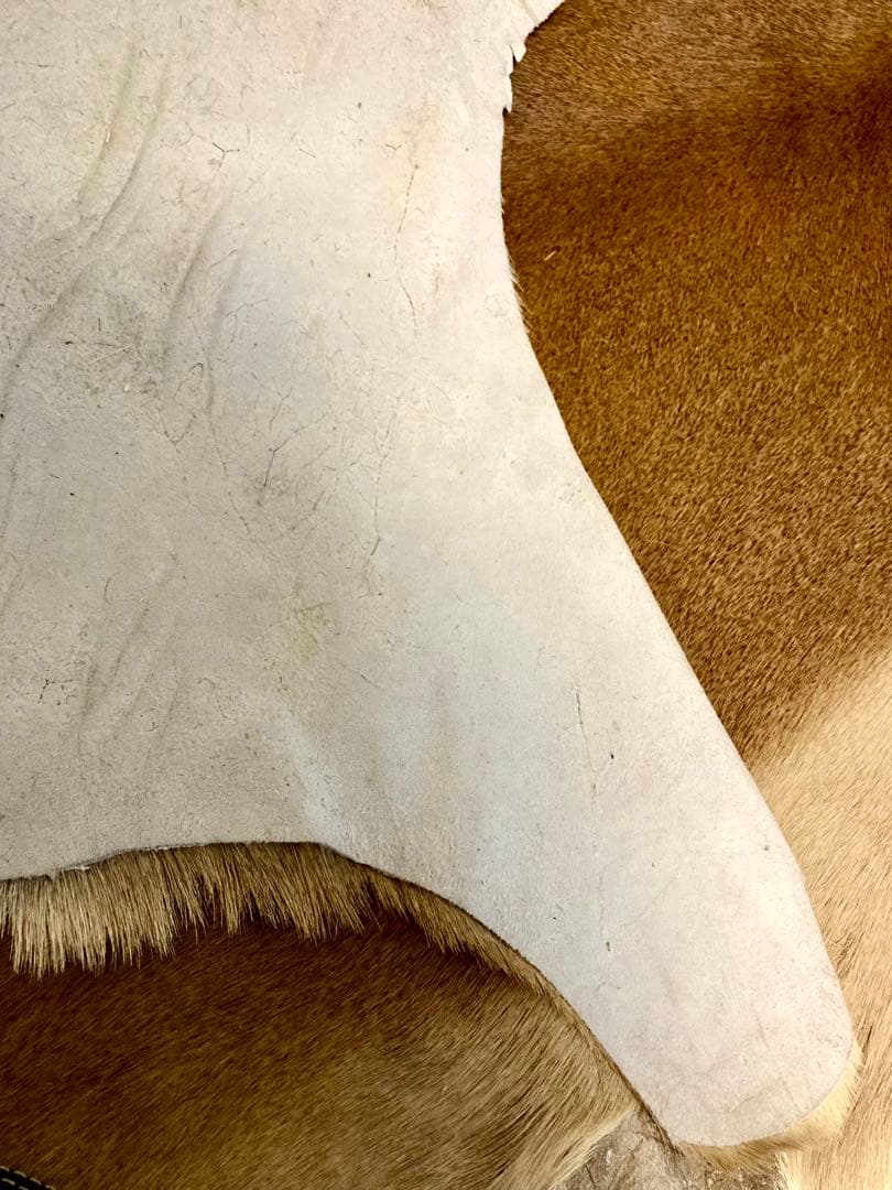 毛皮/ラグ/2枚セット/インパラ/スプリングボック/キャンプ/カーペット