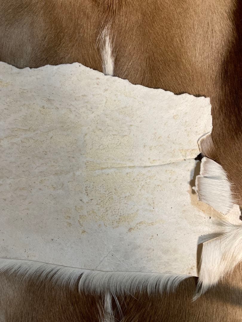 毛皮/ラグ/2枚セット/インパラ/スプリングボック/キャンプ/カーペット