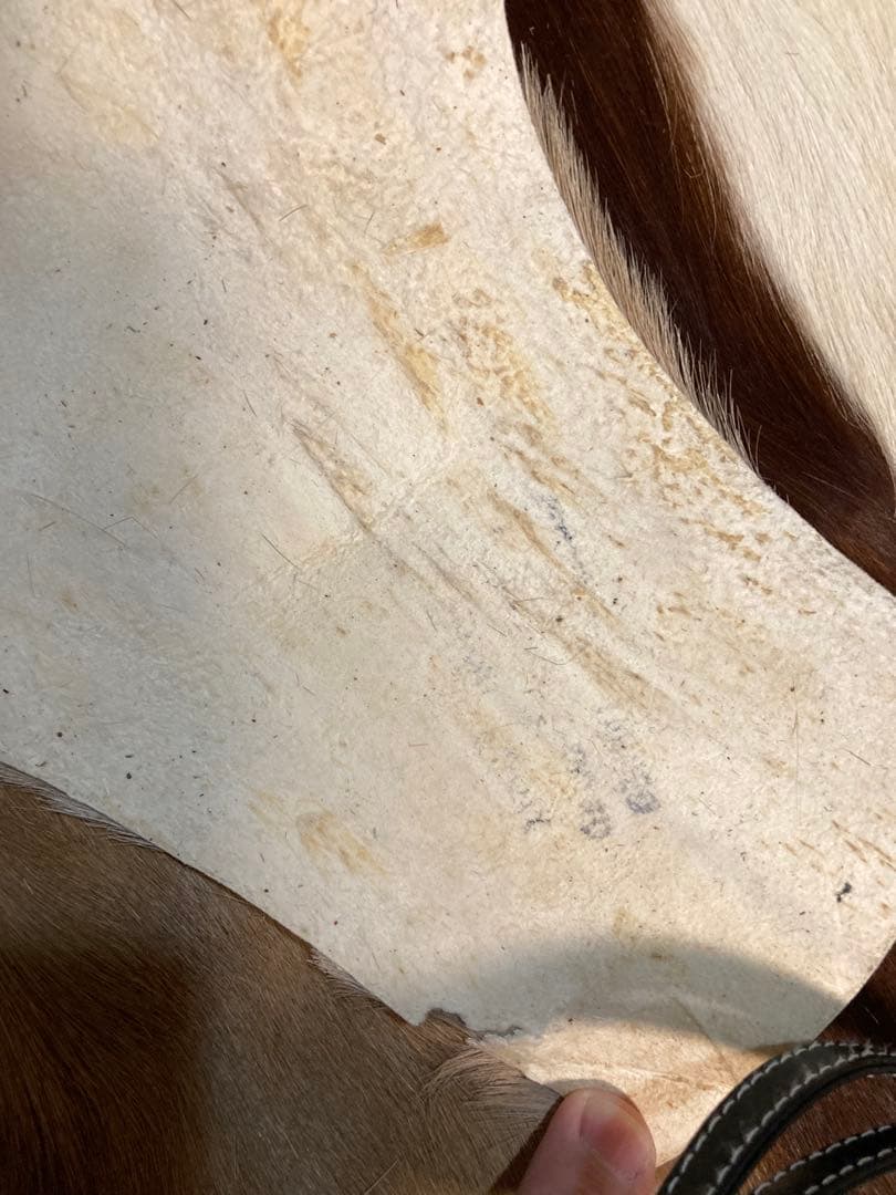 毛皮/ラグ/2枚セット/インパラ/スプリングボック/キャンプ/カーペット