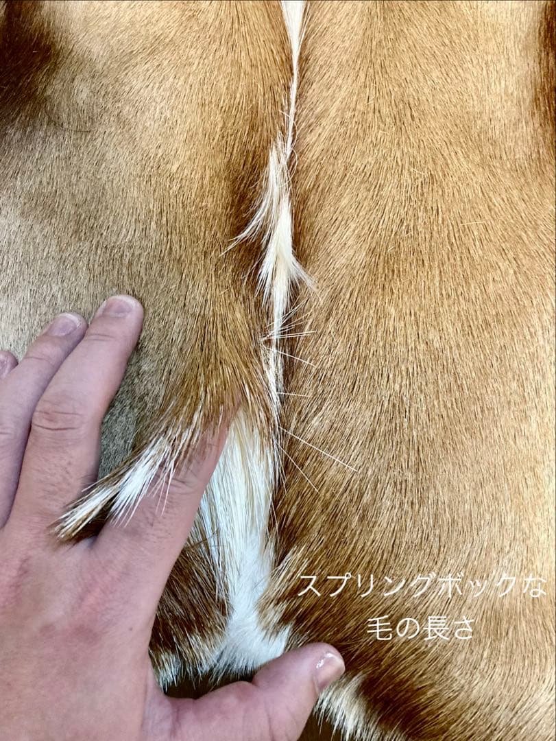 毛皮/ラグ/2枚セット/インパラ/スプリングボック/キャンプ/カーペット