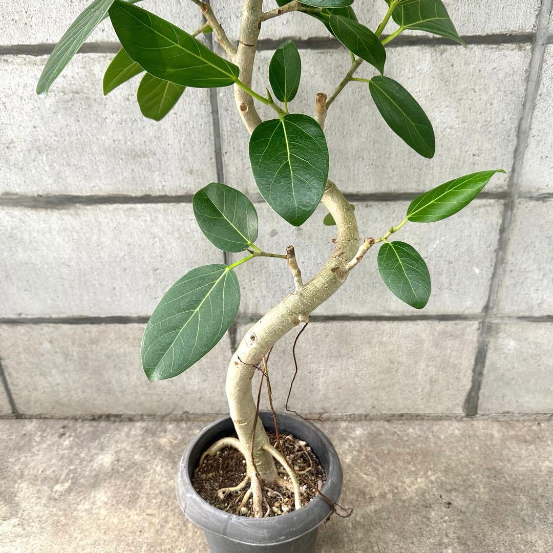 【丁度いいサイズ♥】フィカス ベンガレンシス ゴムの木 曲がり