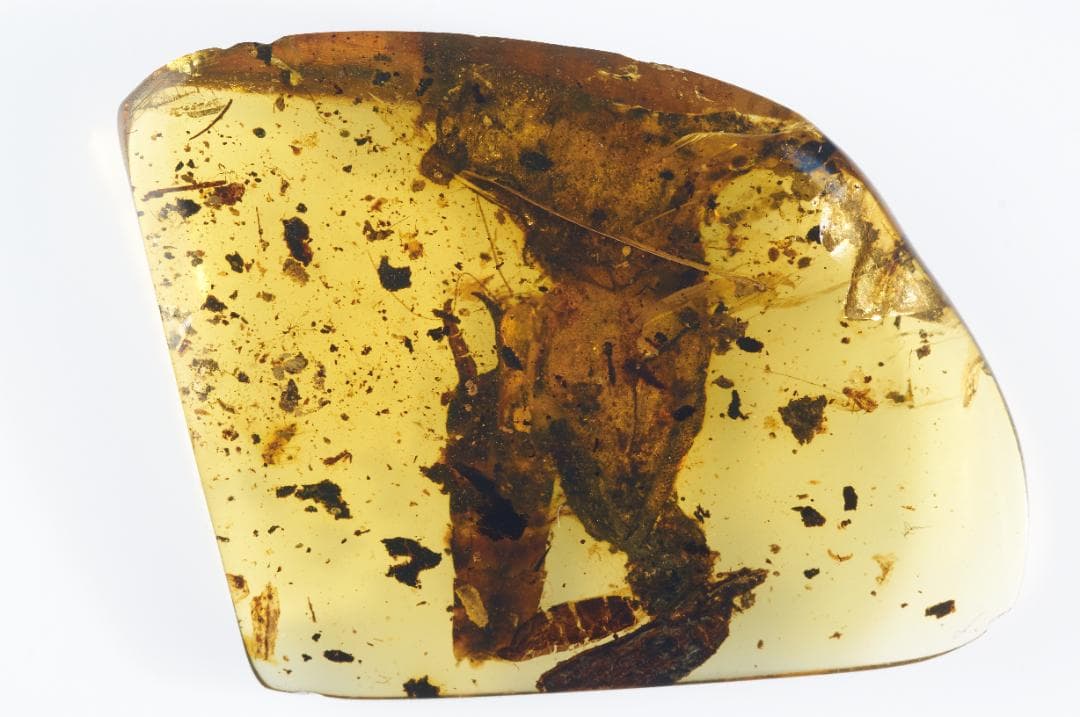 レア極上品 PA168虫入り琥珀化石　ミャンマーカムティかタナイ9900万年前