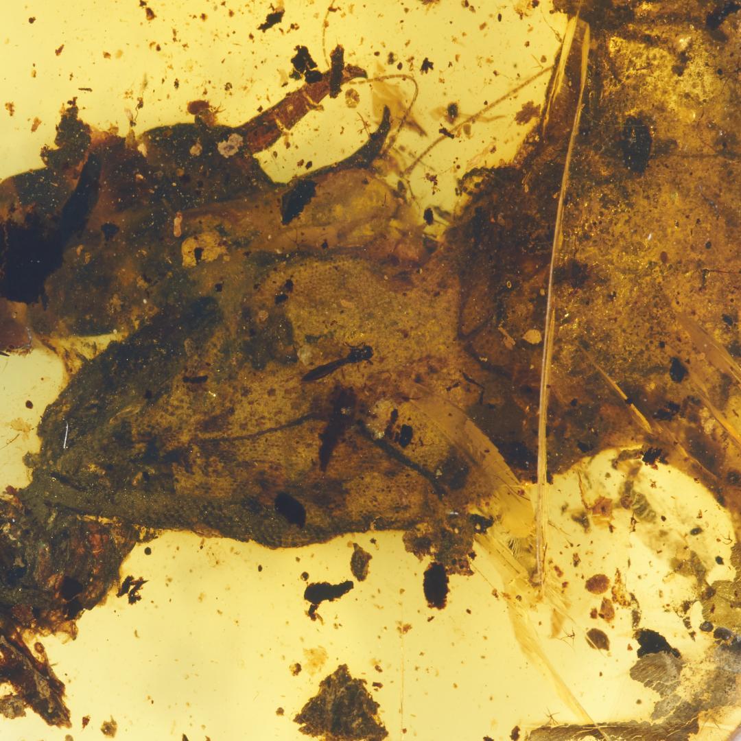 レア極上品 PA168虫入り琥珀化石　ミャンマーカムティかタナイ9900万年前